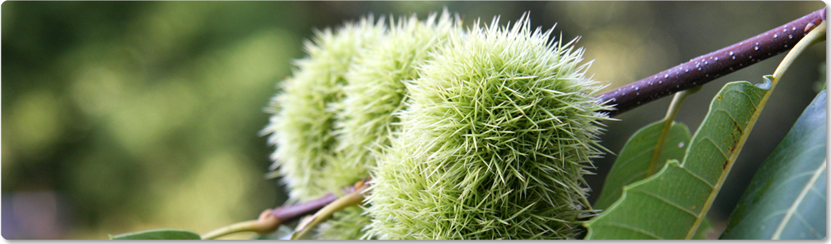 Castagne